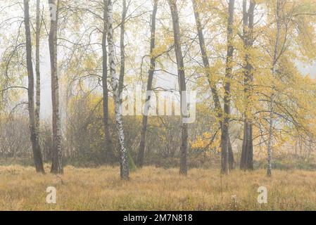 Birch and aspen trees with yellow colored foliage, autumn, foggy atmosphere, Pfälzerwald Nature Park, Pfälzerwald-Nordvogesen Biosphere Reserve, Rhineland-Palatinate, Germany Stock Photo