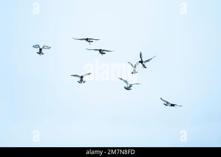 Oystercatcher (Haematopus ostralegus), group in flight. Stock Photo