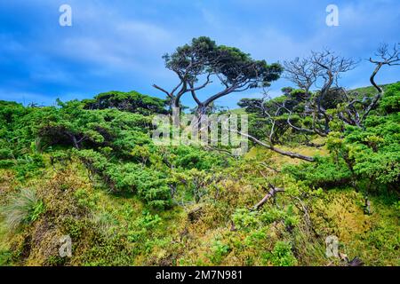 Azores juniper, Cedro-do-Mato (Juniperus brevifolia) and Azorean ...