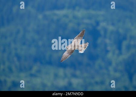 Peregrine falcon (Falco peregrinus), young peregrine falcon in flight. Stock Photo