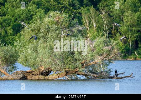 Germany, Baden-Württemberg, Karlsruhe, Grey Heron (Ardea cinerea), colony in Knielinger See. Stock Photo