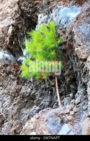 bright green pine tree growing next to blue minerals on lava rock wall, Etna region Sicily Stock Photo