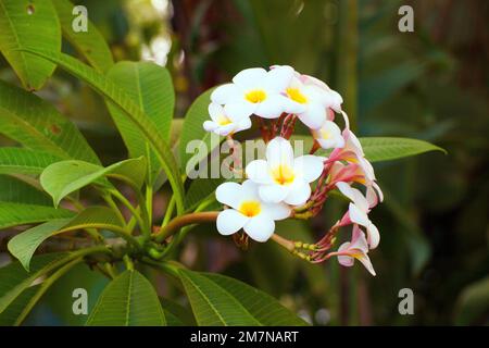 White flowers of fragrant frangipani, Plumeria obtusa, Sicily Stock Photo