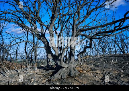 Wild fires in the Arrabida Nature Park. Palmela, Portugal Stock Photo