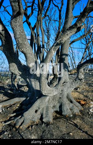 Wild fires in the Arrabida Nature Park. Palmela, Portugal Stock Photo