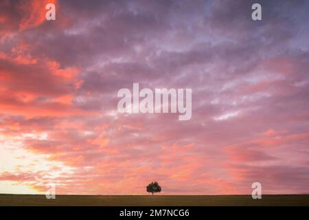 Dreamlike sunset over a cornfield, with a lonely tree in the middle of this field, Grävenwiesbach, Taunus, Hesse, Germany Stock Photo