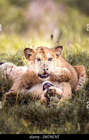 two young African lion, Panthera Leo, playing in the grass of the savannah. Tsavo West National Park, Taita Hills, Kenya, Africa Stock Photo