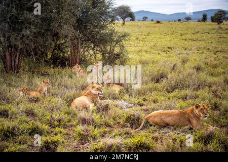 African lion, female Panthera Leo, Lying in the grass with her young of the savannah. Tsavo West National Park, Taita Hills, Kenya, Africa Stock Photo