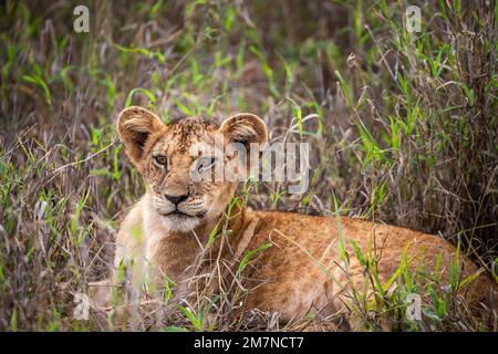 Lion, lion cub, Panthera leo, lying in the grass of the savannah. Taken on safari through Tsavo West National Park, Taita Hills, Tsavo, Kenya, Africa. Stock Photo