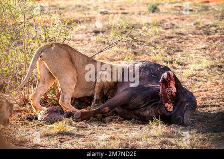 female lion - Panthera leo at a killed, hunted buffalo Bubalus arnee, Tsavo West National Park, Taita Hills, Kenya, Africa Stock Photo