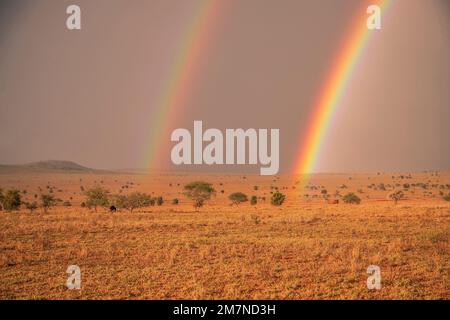 Beautiful flat landscape, savannah in the morning, with rainbow. Safari in Tsavo West National Park, Taita Hills, Tsavo, Kenya, Africa Stock Photo