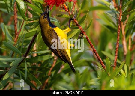 Olive backed sunbird feeding on red bottlebrush flowers Stock Photo