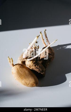 Sprouting potato tubers on a white surface Stock Photo