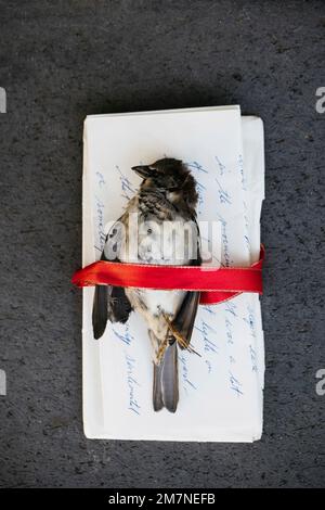 Dead bird on a handwritten letter Stock Photo