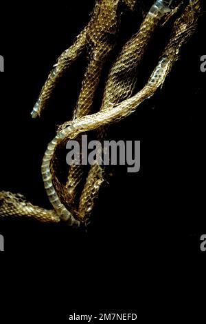 Snake skin on a black background Stock Photo