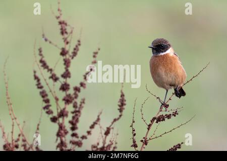 European Stonechat (Saxicola torquata) male Norfolk UK GB January 2023 Stock Photo