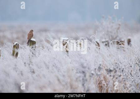 Kestrel, Falco tinnunculus, winter, fence, sit Stock Photo