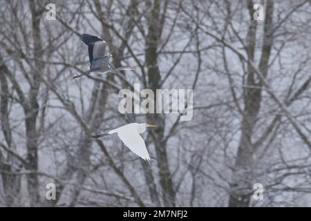 Grey heron, Great egret, together, fly Stock Photo