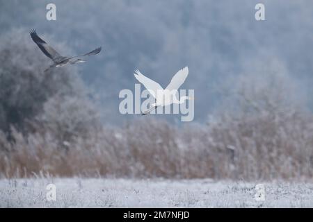 Grey heron, Great egret, together, fly Stock Photo