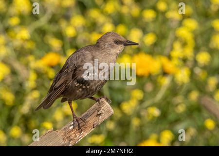 starling, Sturnus vulgaris, perched in a tree, close up, in front of yellow flowers in the summer in the uk Stock Photo