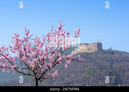 Germany, Rhineland-Palatinate, Southern Palatinate, almond blossom, in the background the Hambach Castle. Stock Photo
