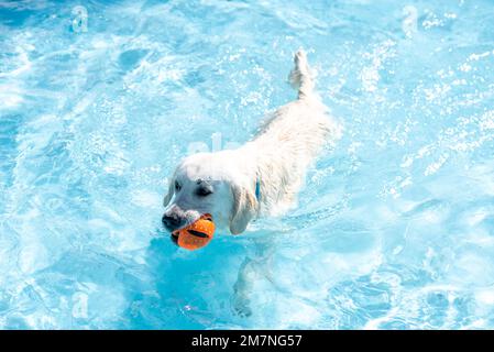 Golden retriever swims in outdoor pool, dog swimming day, Magdeburg, Saxony-Anhalt, Germany Stock Photo