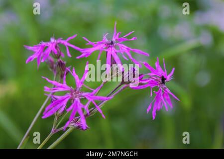 Silene flos-cuculi Lychnis flos-cuculi , commonly called ragged-robin, is a perennial herbaceous plant in the family Caryophyllaceae. Lychnis flos-cuc Stock Photo