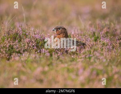 Red grouse, lagopus lagopus, on the heather covered grass in the uk in the summer Stock Photo