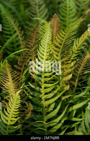 Fern Stock Photo