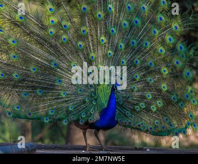 Peacock or male peafowl dancing during courtship and displaying beautiful colors in nature Stock Photo