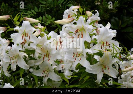 Scented white summer flowers of lily Lilium speciosum Album in UK garden August Stock Photo