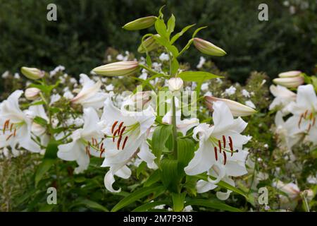 Scented white summer flowers of lily Lilium speciosum Album in UK garden August Stock Photo