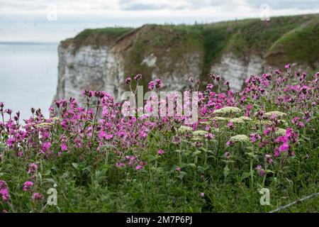 Bempton Cliffs is a nature reserve,  at Bempton in the East Riding of Yorkshire, England Stock Photo