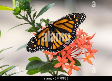 Orange and black Monarch butterfly Danaus plexippus on flower in the Butterfly Estates in Fort Myers Florida USA Stock Photo
