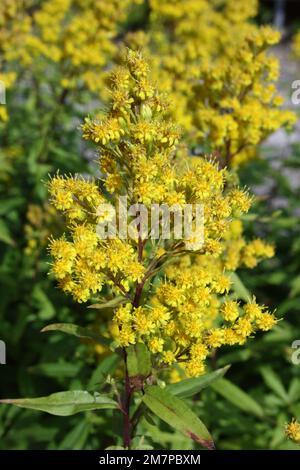 Showy goldenrod (Solidago speciosa) Stock Photo