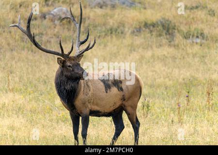 Bull Elk - Close-up view of a strong mature bull elk standing and grazing in a mountain meadow on a late Summer evening, Rocky Mountain National Park. Stock Photo