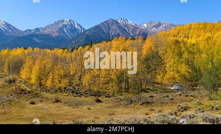 Into The Wild - Panoramic Autumn morning view of a secluded campsite in a dense golden aspen grove at base of high peaks of Sawatch Range. Twin Lakes. Stock Photo