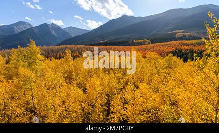 Autumn Sunset Valley - Panoramic sunset view of a dense golden aspen grove in a valley at base of Sawatch Range on a sunny but windy Autumn evening. Stock Photo