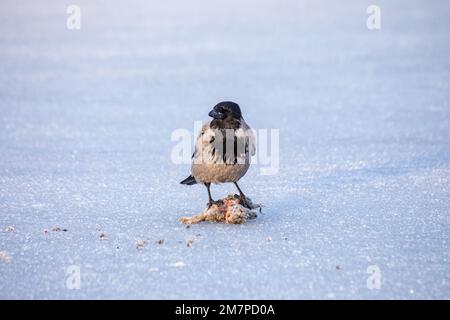 Hooded crow or scald-crow (Corvus cornix) eating frozen coney on ice in Hietaniemi, Helsinki, Finland Stock Photo