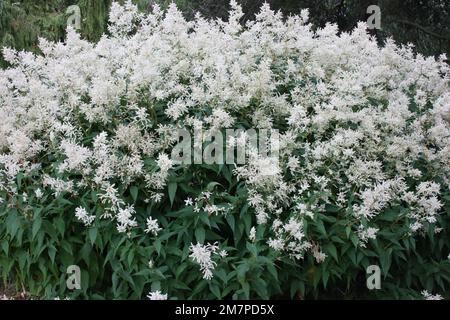 White Fleece Flower (Persicaria polymorpha) Stock Photo