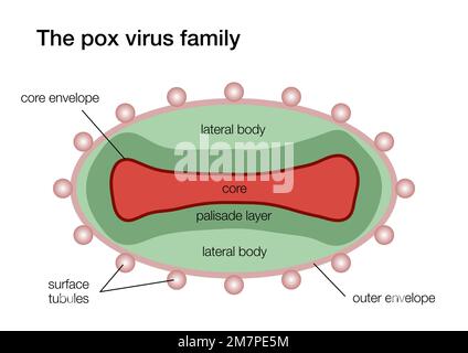 Illustration of the pox virus structure Stock Photo