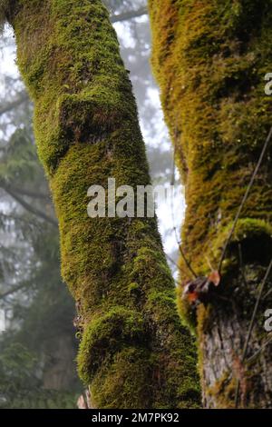 Moss covered trees at the Golden Ears Provincial Park in Maple Ridge, British Columbia, Canada Stock Photo