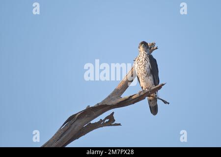 African hawk-eagle (Hieraaetus spilogaster) perched on a dead tree in Samburu National Reserve, Kenya Stock Photo