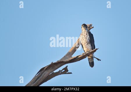 African hawk-eagle (Hieraaetus spilogaster) perched on a dead tree in Samburu National Reserve, Kenya Stock Photo