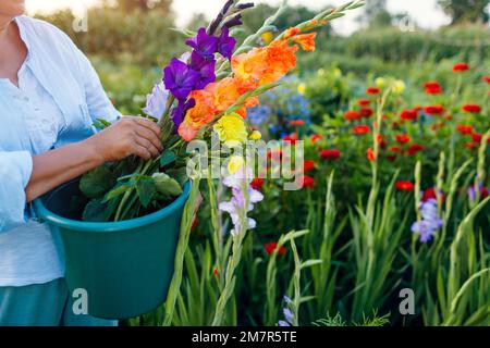 Close up of bucket full of fresh gladiolus and dahlia flowers harvested in summer garden. Senior woman picked blooms Stock Photo