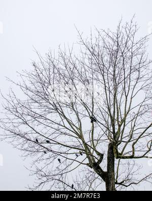 A vertical low angle shot of birds sitting on a leafless tree branches against the sky Stock Photo