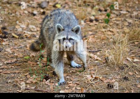 Raccoon (Procyon lotor), walking on the forest floor, summer, Hesse, Germany Stock Photo