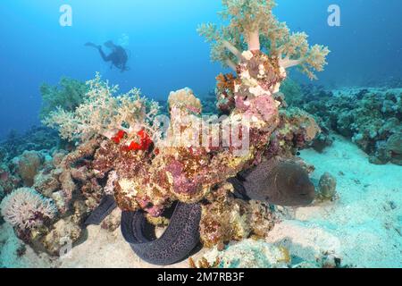 Giant Moray (Gymnothorax javanicus) moray under broccoli tree (Litophyton arboreum) . Diver in the background. Dive site House Reef Mangrove Bay, El Stock Photo