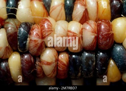 Macro of kernals of Indian Corn Stock Photo