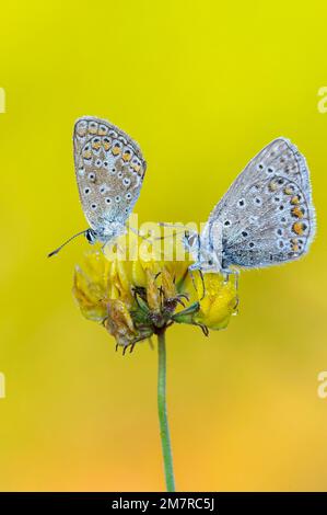 Common blue butterfly (Polyommatus icarus) on horn clover in the morning dew, butterfly, Oldenburger Muensterland, Goldenstedt, Lower Saxony, Germany Stock Photo